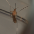 Croatian Mosquitoes (Culicidae) - Hrvatski komarci icon
