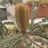 Banksia, Grevillea, Hakea, Protea Family of/in Western Australia icon