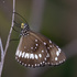 Butterflies of the Northern Territory icon