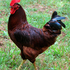 Birds of Rhode Island! icon