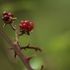 Rubus de Comunidad de Madrid icon