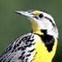 Birds of Kansas! icon