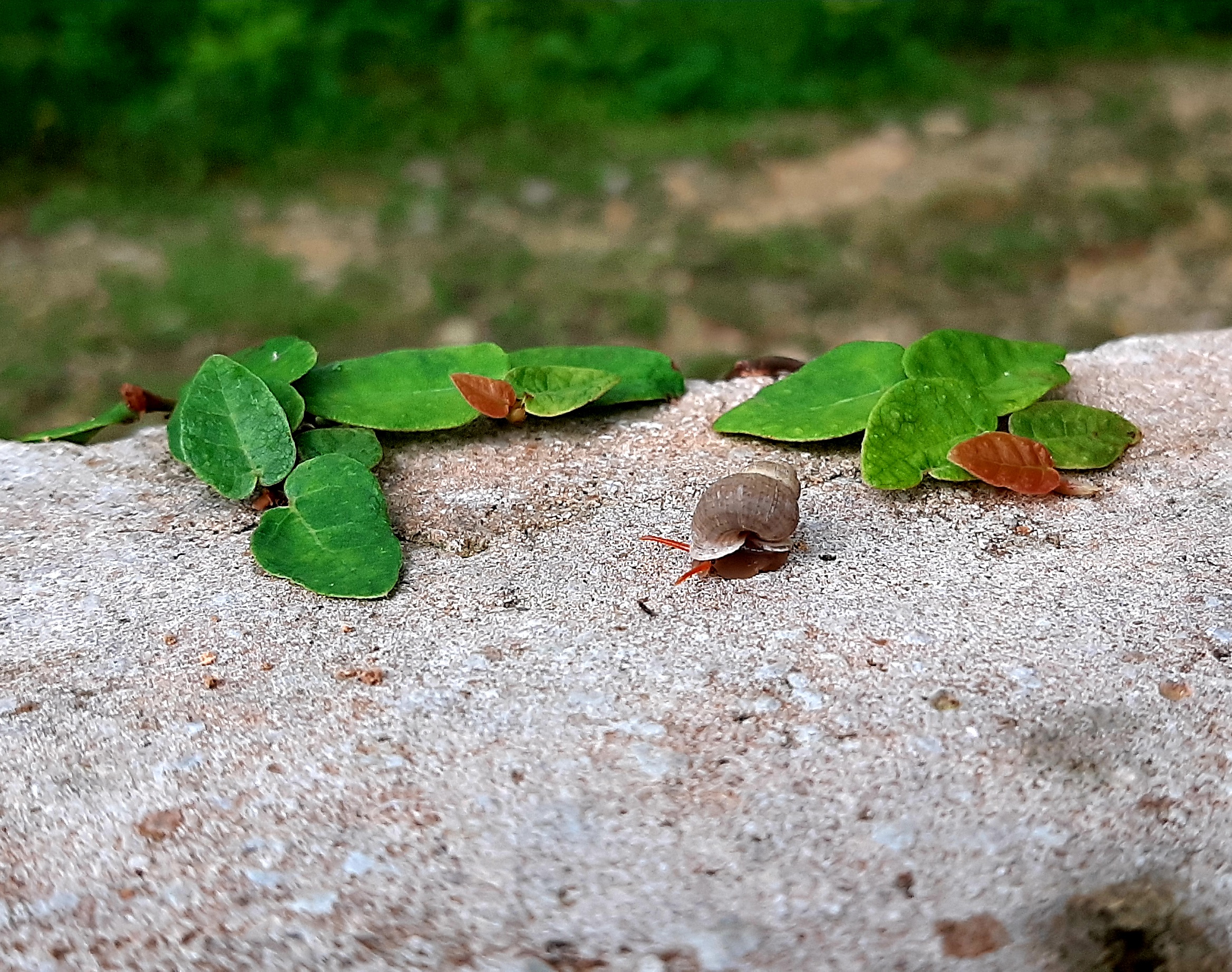 Land Snails of Jamaica · iNaturalist