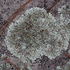 Lichens of Alabama icon