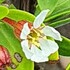 Plants of Sulawesi icon