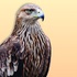 Balkan birds icon