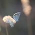 Moths and Butterflies  of Kamen Bryag Project Plot, Bulgaria icon