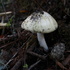 Amanita Animal Damage icon