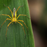 Spiders of Coorg icon