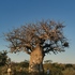 Limpopo CREW plant conservation workshop icon