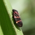 Insectos asociados a cultivos en Nicaragua icon