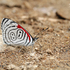 Mariposas y palomillas (Lepidoptera) del Volcán Tacaná, Chiapas icon