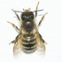 CNY Megachilidae icon