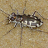 CNY Coleoptera icon