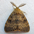 CNY Lepidoptera icon