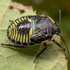 CNY Hemiptera icon