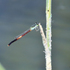 Dragonflies and Damselflies of United Arab Emirates icon