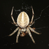 Spiders of United Arab Emirates icon