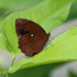 Butterflies of Sumatra icon