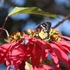Papilionoidea of Laos icon