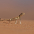 Reptiles of United Arab Emirates icon