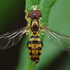 CNY Diptera icon
