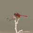 Dragonflies and Damselflies of Kuwait icon