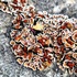 Prairie Lichens of Southeast Minnesota icon