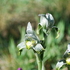 Monitoreo de Orquídeas Parque Nacional Torres del Paine. icon