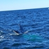 Cetaceans of Queensland icon