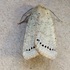 Moths of BULGARIA 1 Noctuoidea RG icon