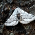Moths of BULGARIA 2 &quot;Geometroidea&quot; RG icon