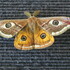 Moths of BULGARIA 3 &quot;Drepanoidea, Lasiocampoidea and Bombycoidea&quot; RG icon
