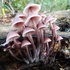 Funghi del territorio Imolese icon