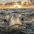 Tortugas marinas varadas en la costa de la provincia de Buenos Aires icon
