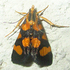 Interesting moths Botswana icon