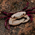 Crabs of Western Ghats icon