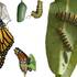 Southern Monarch Larval Associations icon