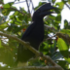 Birds of Tawi-Tawi icon
