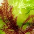 A few Orkney seaweeds icon