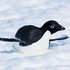 Antarctica 2022-2023 icon