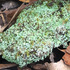 Lichen of the Hudson Valley, NY icon