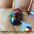 Beetles of Panay island, Philippines icon