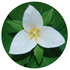 Glide Wildflower Show Florablitz 2024 icon
