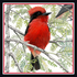 (Manabi/Ec) - ¿Has visto éste pájaro? Brujito -Vermilion Flycatcher icon