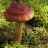 2023 metų rūšių dešimtukas icon