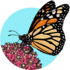 North Park Pollinator Watch icon