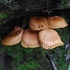 Fungi of Hayward, CA (recent observations) icon