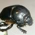 Dung Beetles of the Northern Rivers Region, NSW Australia icon