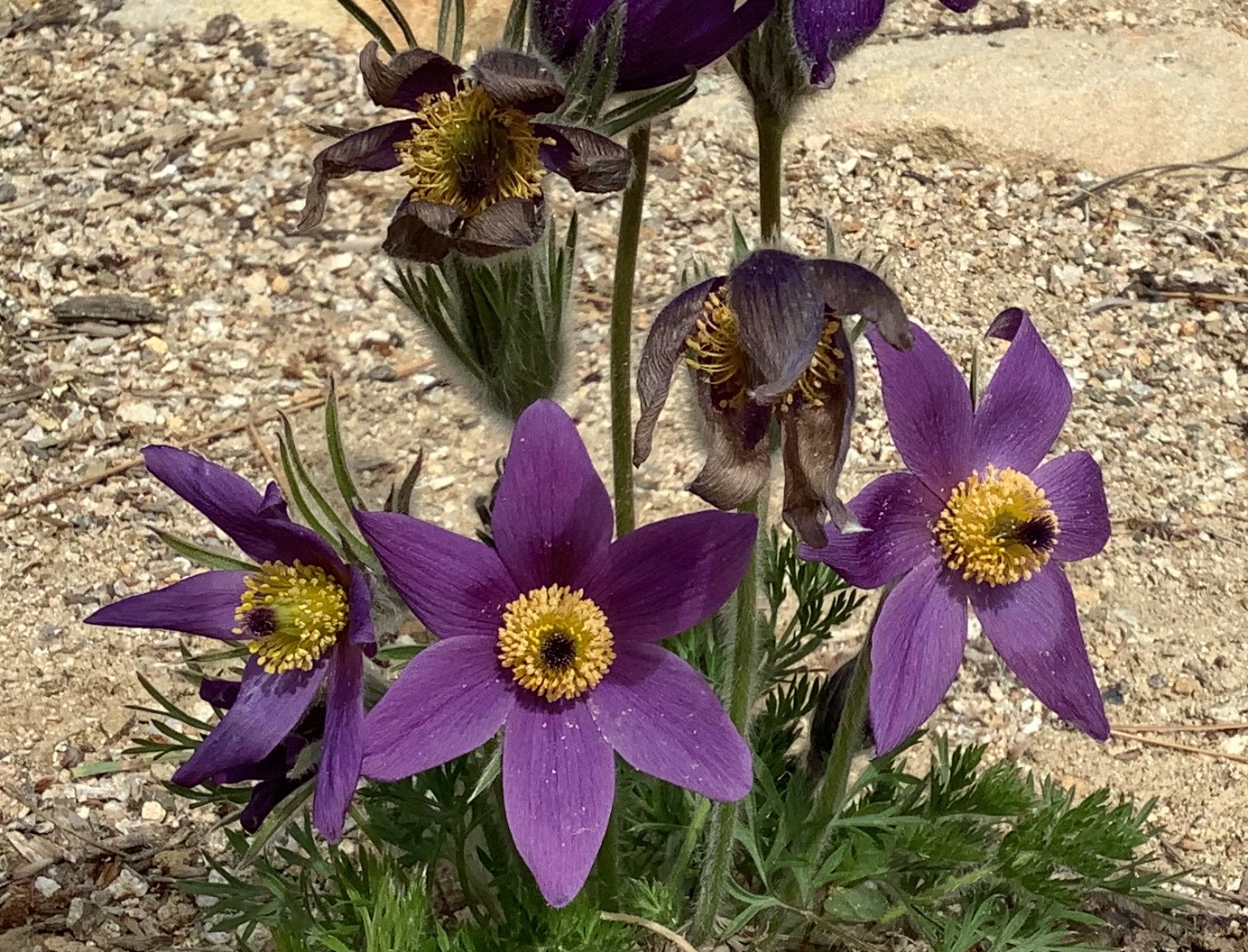 Boise Pollinators Bee Watch Garden City Pollinator Habitat · iNaturalist